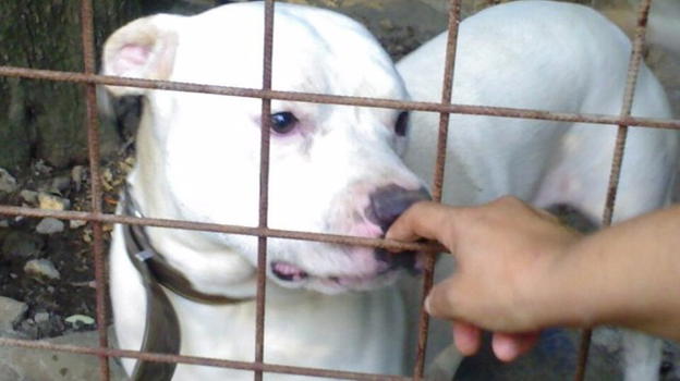 I pit bull abbandonati non riescono a trovare casa: la loro fama spaventa i futuri padroni