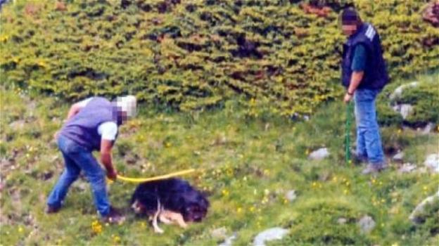 Cane ucciso: riassegnata la malga ai proprietari