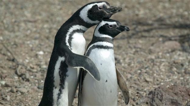 Pericolo estinzione per i pinguini, è una fotografia ad informarci