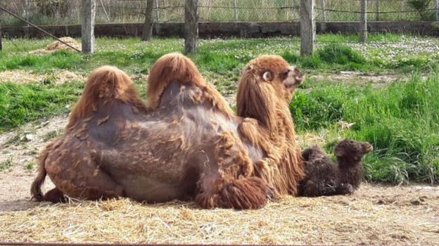 Cucciolo di cammello nasce allo zoo di Ancona