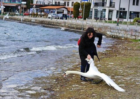 cigno-ucciso