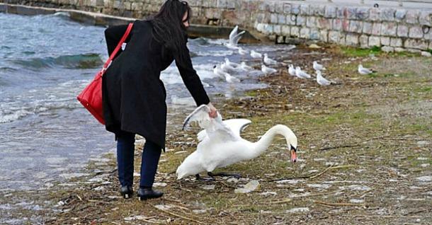 donna-uccide-cigno