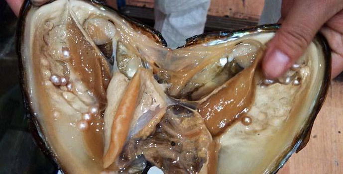 Apre un mollusco e fa una scoperta incredibile. Non immaginerete mai cosa trova!