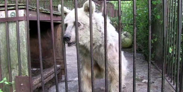 Orso vive per 30 anni nella gabbia di un circo. Eccolo dopo aver cambiato vita