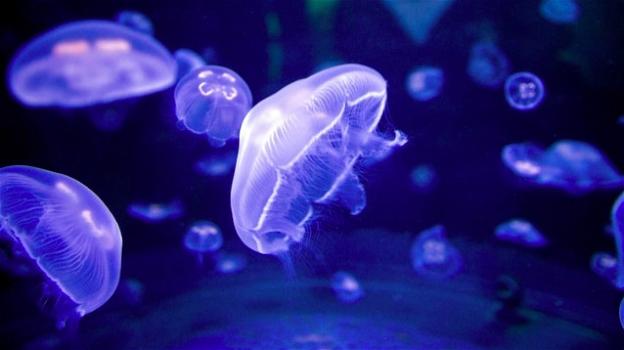 Le meduse, creature bellissime tanto amate e odiate