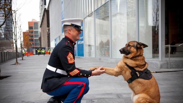 Lucca, cane marine prende la medaglia al valore per il servizio in Afghanistan
