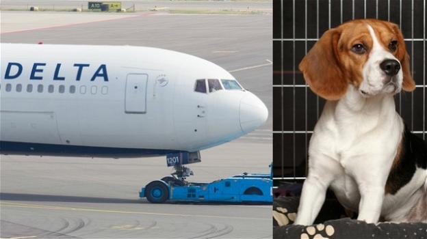 Novità per le compagnie aeree: ora gli animali domestici potranno viaggiare con i padroni