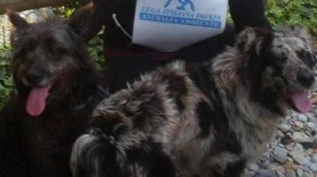 Due cani liberati dai volontari per la difesa animali: erano denutriti