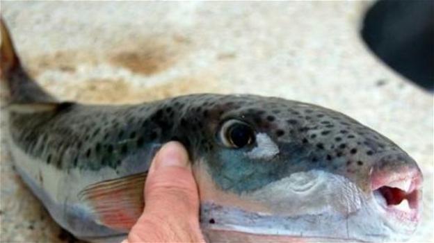 L’allarme dell’Ispra: "Il pesce palla maculato ha raggiunto i nostri mari". E’ altamente tossico