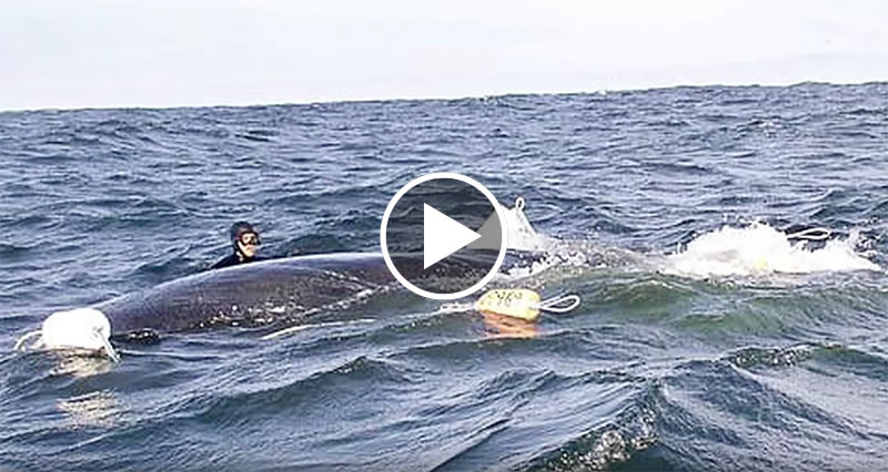 Una Balena Vede Gli Uomini Spiegazione