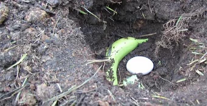 Mette un uovo e una banana nel terreno. Il motivo è pazzesco