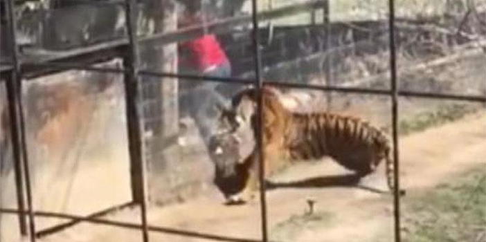 Il cappello cade nella gabbia della tigre. Ecco cosa fa la donna
