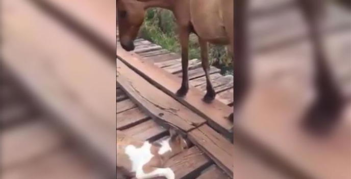 Un cavallino resta intrappolato. Ecco cosa fa la mamma