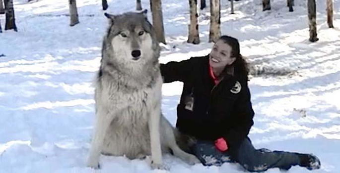 Un lupo di avvicina ad una donna. Ecco cosa succede dopo