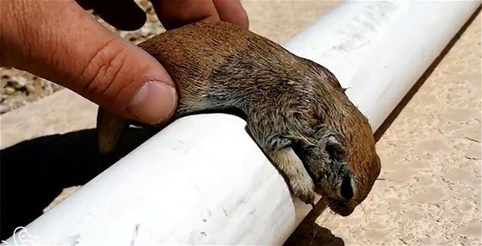 Uno scoiattolo cade in piscina. Quello che fa un uomo per lui è pazzesco