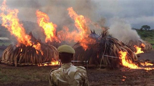 Kenya brucia 105 tonnellate di avorio per combattere il bracconaggio