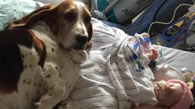 Bambina di 5 mesi entra in coma. Ma i suoi cani si rifiutano di lasciarla sola