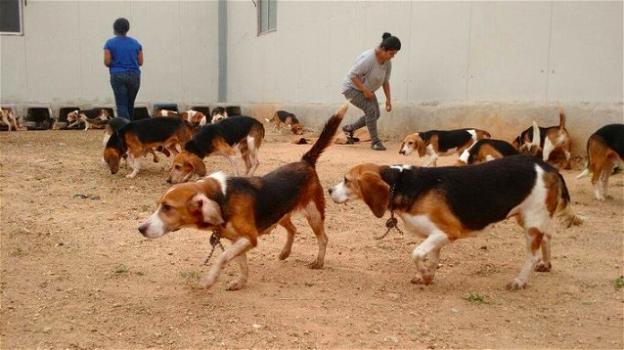 India, la liberazione di 156 cani sta commuovendo il mondo