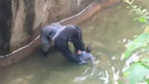 Bimbo cade nella gabbia di un gorilla. Non immaginerai mai cosa succede dopo