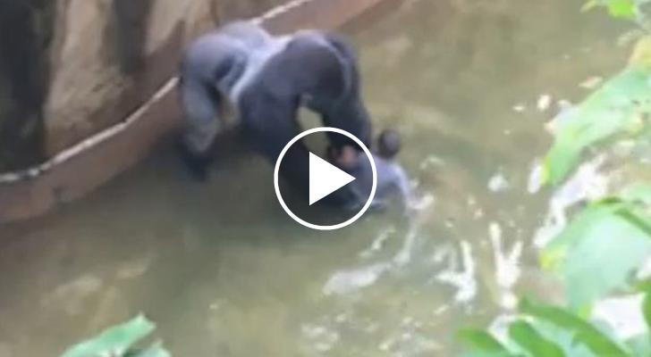 Bambino Cade Nella Gabbia Del Gorilla 1996