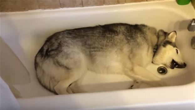 Un cane si sdraia nella vasca da bagno. Il motivo è davvero tenerissimo!