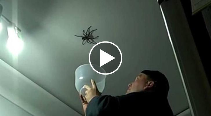 Uccidere Un Ragno In Casa Porta Fortuna