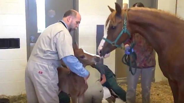 Un cavallo sta per partorire. Quello che succede dopo è pazzesco!