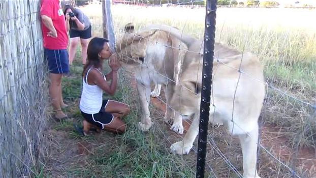 Una donna si avvicina a dei leoni. La loro reazione è incredibile!