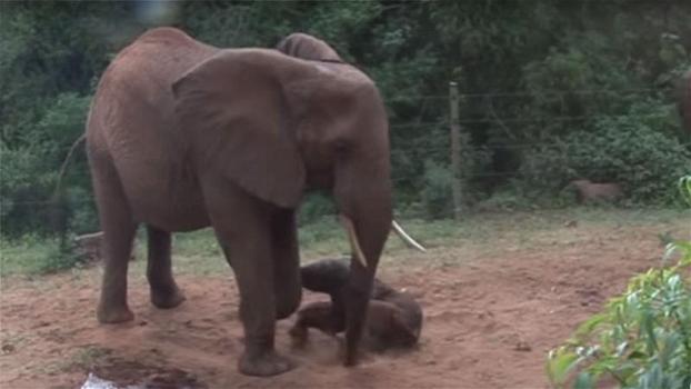 Un elefante partorisce il suo cucciolo. Quello che accade dopo è bellissimo!