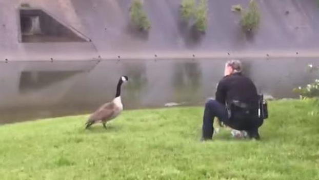 Un’oca attira l’attenzione di un poliziotto. Il motivo ti commuoverà