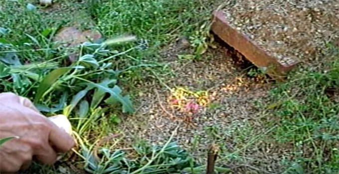 Notano un buco nel giardino. Non immaginerai mai cosa scoprono!
