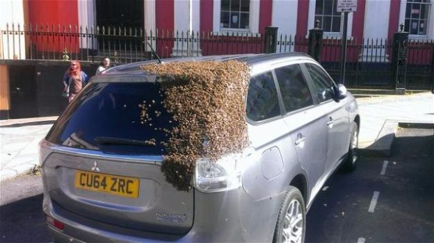 Sciame d’api insegue auto per due giorni