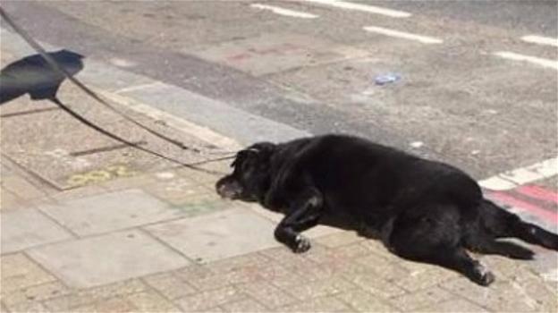Londra, trascina il suo cane morto per strada