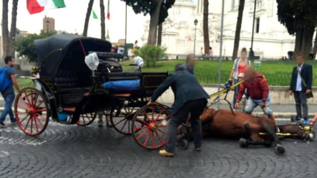 Roma, cavallo collassa sui sampietrini, la foto sconvolge il web