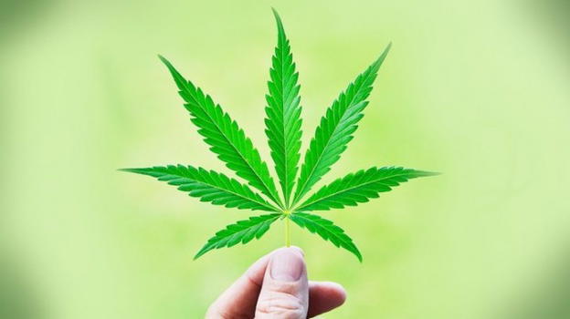 Cannabis. Microsoft entra nel business con un software "stupefacente"