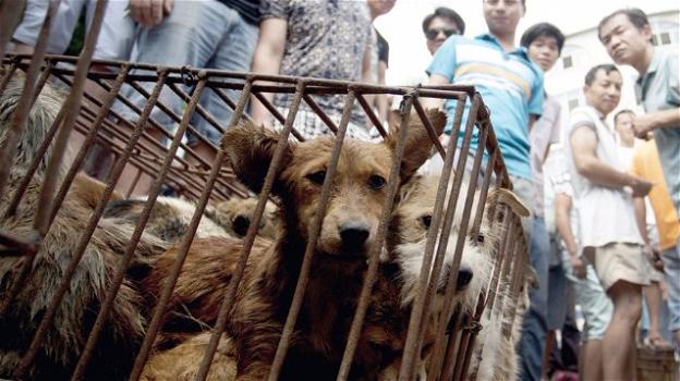 Torna l’agghiacciante Festival di Yulin in Cina: i cani diventano cibo
