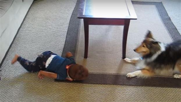 Un cane e un bambino giocano insieme. Quello che fa il piccolo è bellissimo!