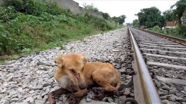 Un cane viene investito da un treno in corsa. Ecco cosa accade dopo!
