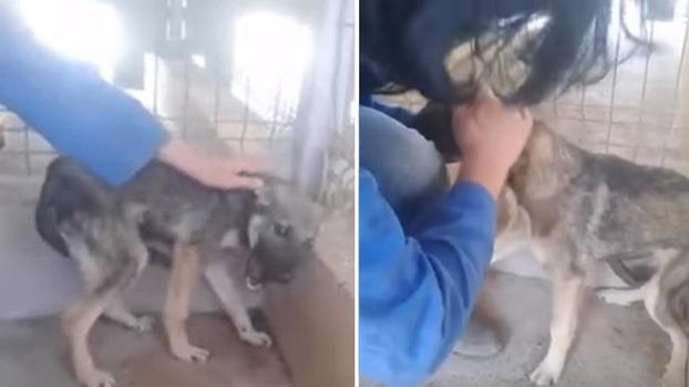 Donna si avvicina ad un cane maltrattato. Ecco la sua reazione
