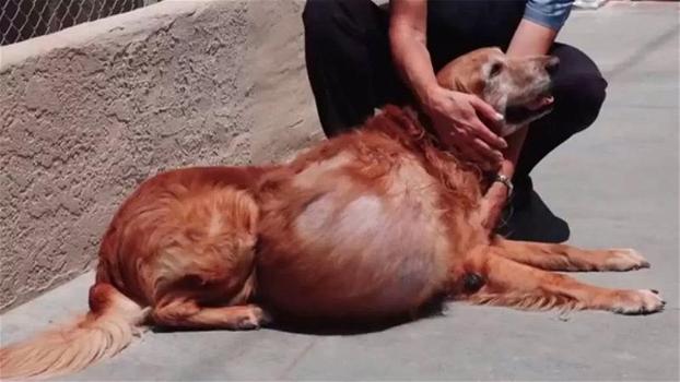 Cane con un enorme tumore viene lasciato per strada a morire. Ecco cosa accade dopo!