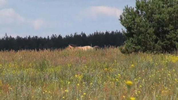 Chernobyl: 30 anni dopo la scoperta incredibile. Pazzesco!