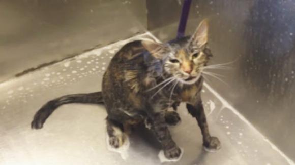 Se Il Gatto Si Lava Sta Bene