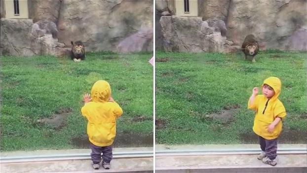 Un bambino viene attaccato da un leone allo zoo. Quello che succede dopo è pazzesco!