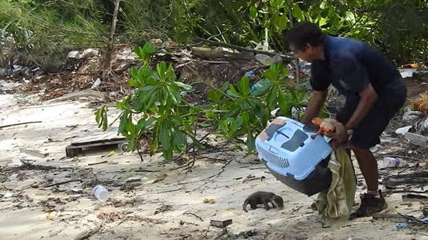 Abbandona una lontra su una spiaggia. Non immaginerai mai cosa succede dopo