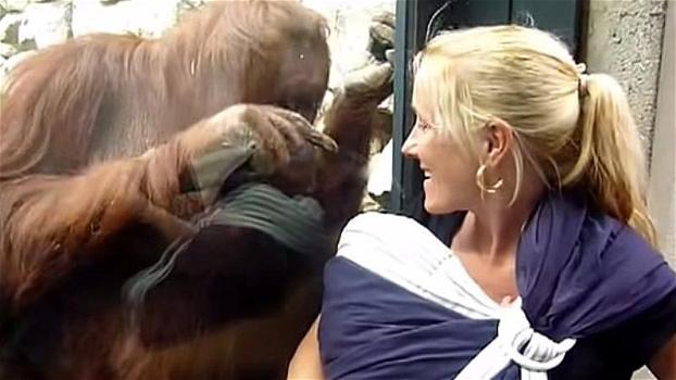 Un orango si avvicina ad una bambina. Quello che succede dopo è tenerissimo!