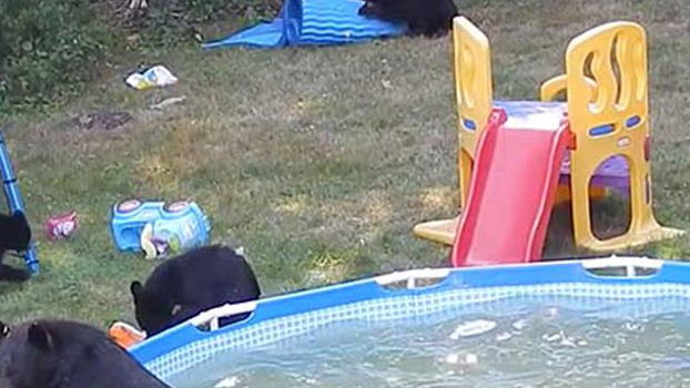 Una famiglia di orsi si avvicina ad una piscina. Non immaginerai mai cosa succede