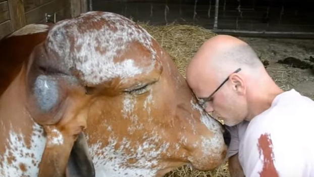 Questo toro ama essere coccolato. Ecco cosa fa!