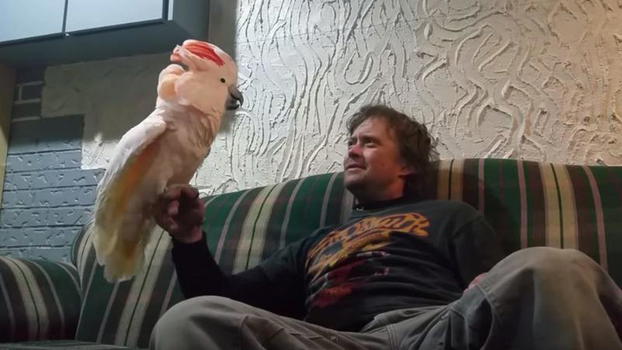 Il padrone gioca con il suo pappagallo. La sua reazione è incredibile!