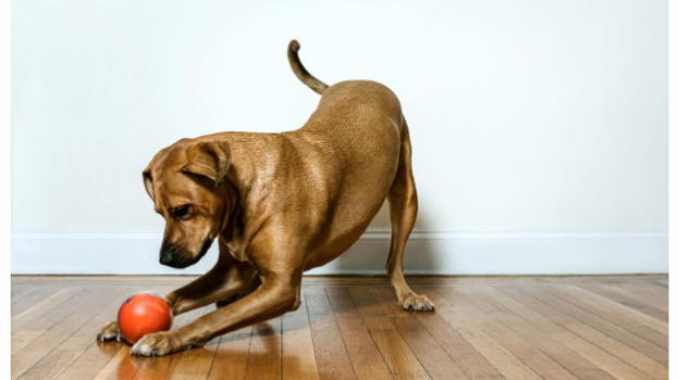 Fate giocare il vostro cane con la palla geek che lo riprende