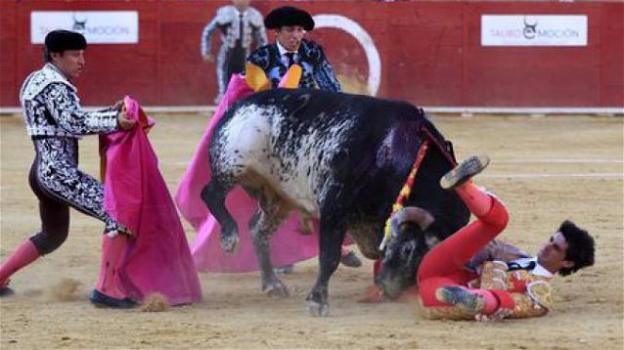 Spagna. Muore un torero durante la corrida, fatale l’incornata